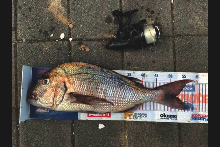 Mark Piskulic caught this 52.0cm Snapper at Far north during The Export NZ Fishing Competition