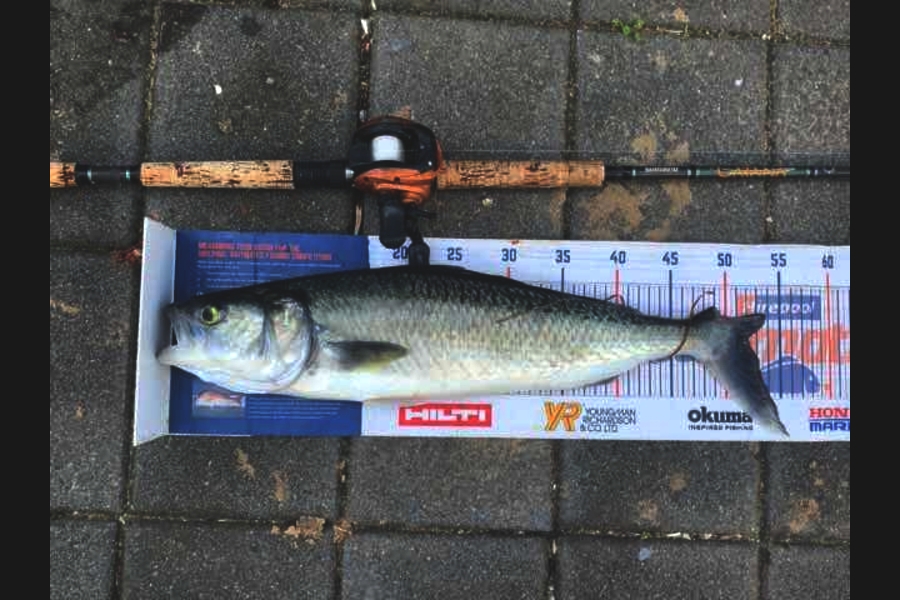 Mark Piskulic caught this 52.0cm Kahawai at Far north during The Export NZ Fishing Competition