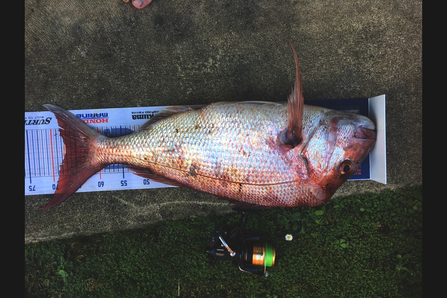 Michael Brown caught this 67.0cm Snapper at Bop during The Export NZ Fishing Competition