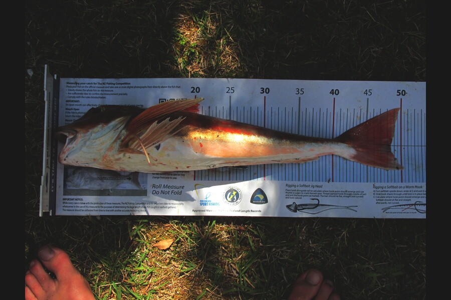 Daniel Primmer caught this 48.0cm Gurnard at bark bay during The Export NZ Fishing Competition