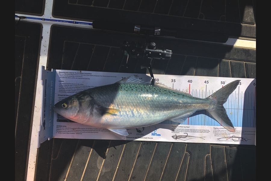 Tanya Canning caught this 50.0cm Kahawai at Hawkes Bay during The Export NZ Fishing Competition