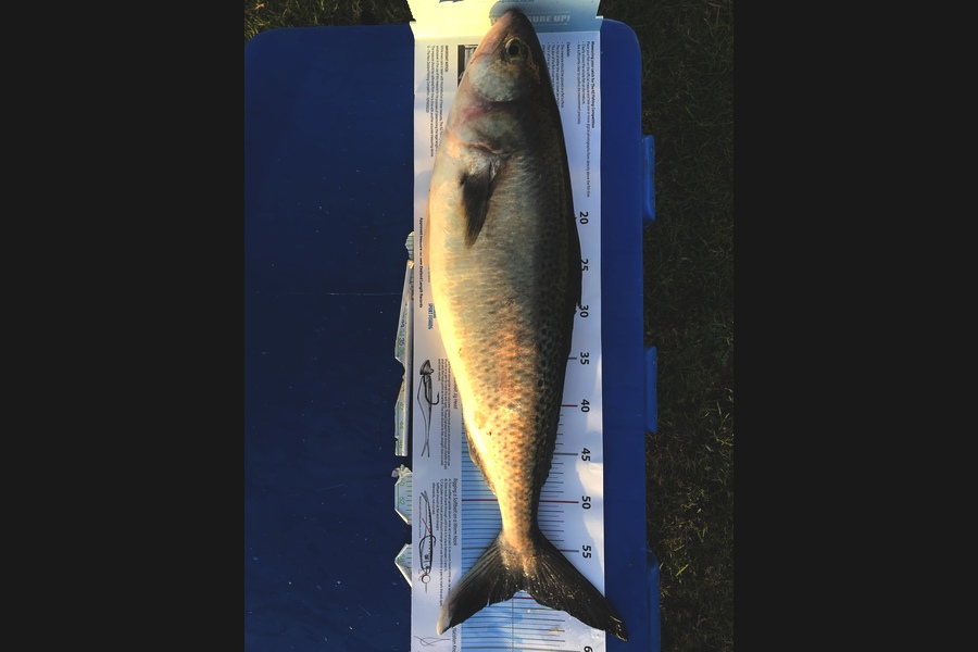 Kraig Steiner caught this 59.0cm Kahawai at Kaipara during The Export NZ Fishing Competition