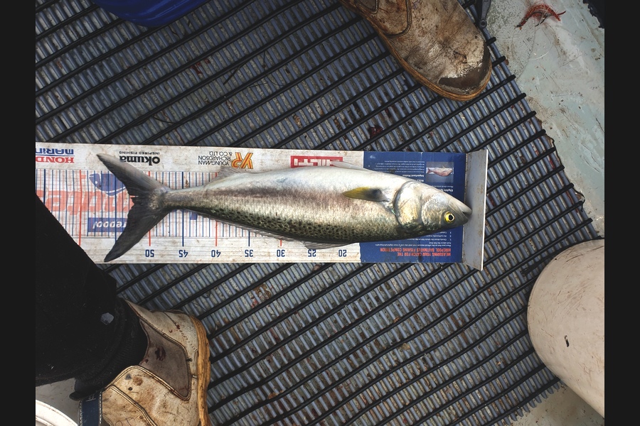 Tayler Flavell caught this 52cm Kahawai at Manukau during The Export NZ Fishing Competition