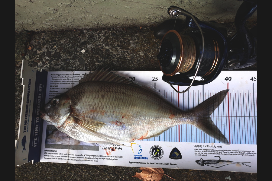 Jim Collins caught this 36cm Tarakihi at Welly harbour during The Export NZ Fishing Competition