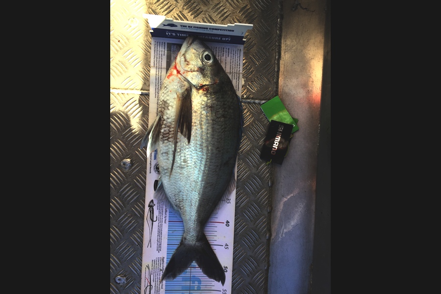 Scott Marriott caught this 48.5cm Tarakihi at Mana wide during The Export NZ Fishing Competition