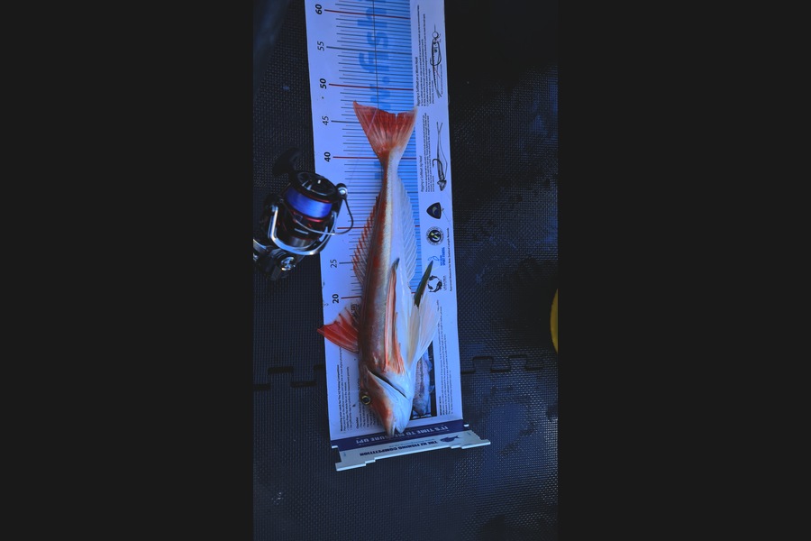 Carl McCoy caught this 46.5cm Gurnard at Otaki Beach during The Export NZ Fishing Competition