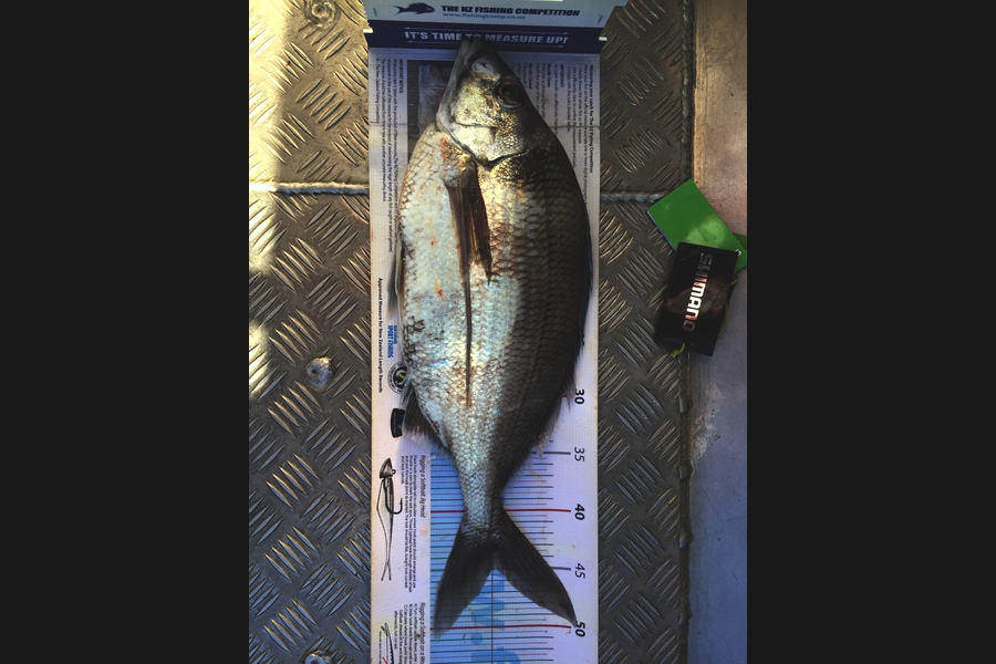 Scott Marriott caught this 45.0cm Tarakihi at Wai rock during The Export NZ Fishing Competition