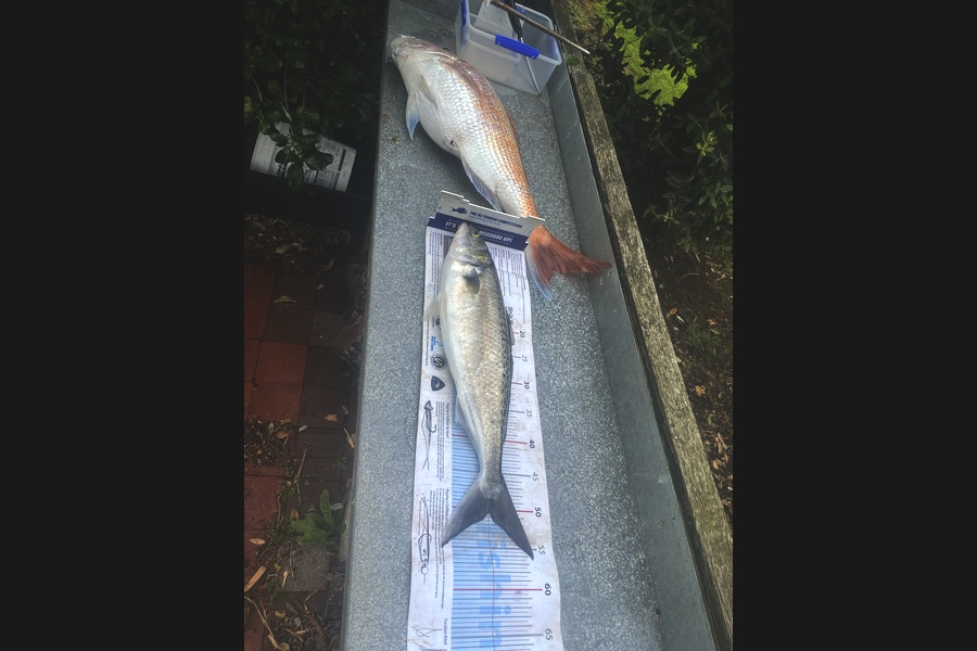 Shane MacRae caught this 51.0cm Kahawai at Ohawe  during The Export NZ Fishing Competition