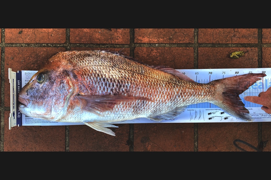 Iain Robertson caught this 80.5cm Snapper at Bream Bay during The Export NZ Fishing Competition