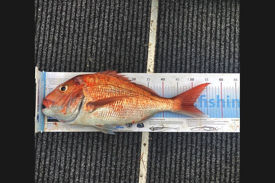 Keith Mitchell caught this 50cm Snapper at Noises during The Export NZ Fishing Competition