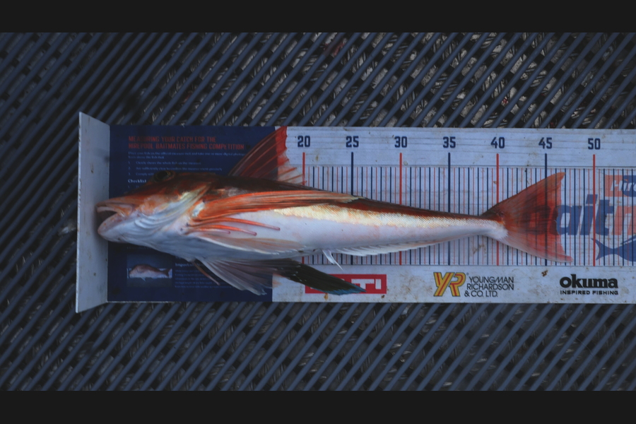 Jayden Emtage caught this 46.0cm Gurnard at Kaipara harbour during The Export NZ Fishing Competition