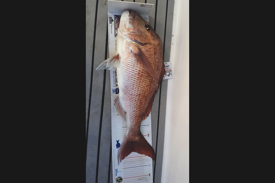 Andrew Wilson caught this 67.5cm Snapper at Kauwau during The Export NZ Fishing Competition