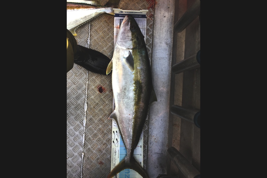 Scott Marriott caught this 93.5cm Kingfish at Kapiti  during The Export NZ Fishing Competition