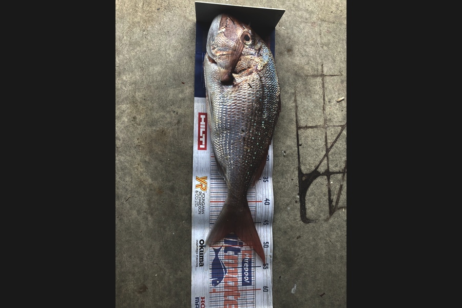 Graeme Duncan caught this 47cm Snapper at Bop during The Export NZ Fishing Competition