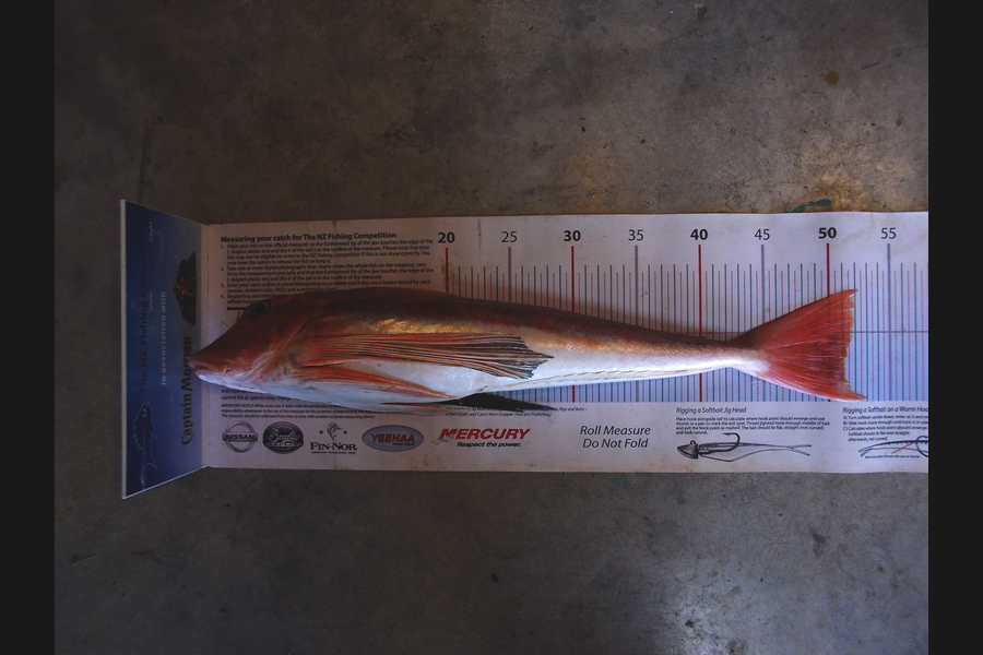 Johnny Huynen caught this 51.0cm Gurnard at Pelorus Sounds during The Export NZ Fishing Competition