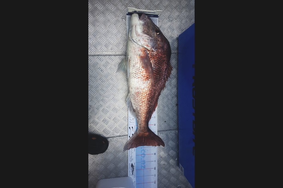 Mike Stephens caught this 84.0cm Snapper at Northland during The Export NZ Fishing Competition