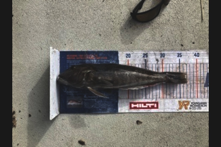 Mark Ray caught this 36.5cm Blue Cod at BOP during The Export NZ Fishing Competition