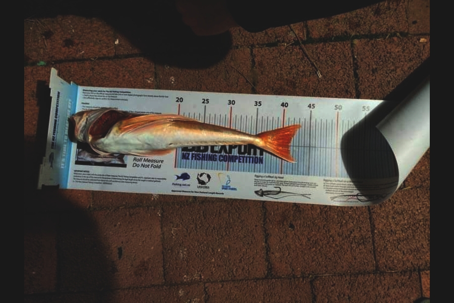 Claude Harmse caught this 41.0cm Gurnard at Raglan during The Export NZ Fishing Competition