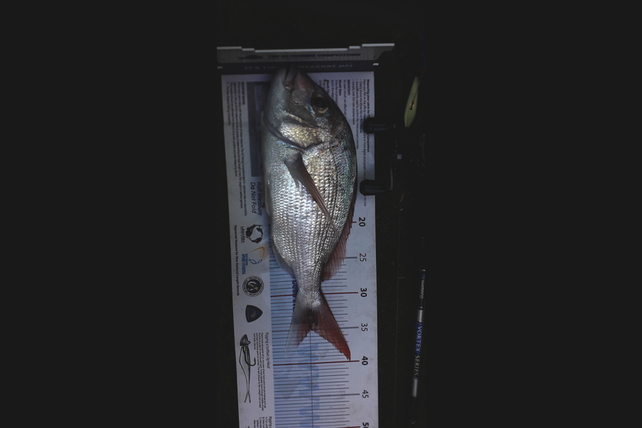 Dick Bavelaar caught this 35.0cm Snapper at Clevedon flats during The Export NZ Fishing Competition