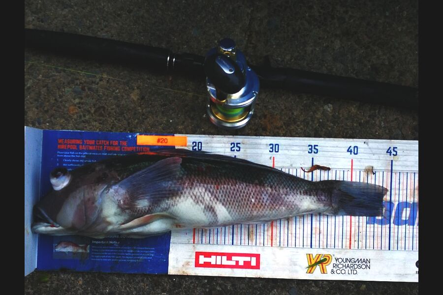 Leigh Page caught this 44.0cm Blue Cod at Wellington south coast during The Export NZ Fishing Competition