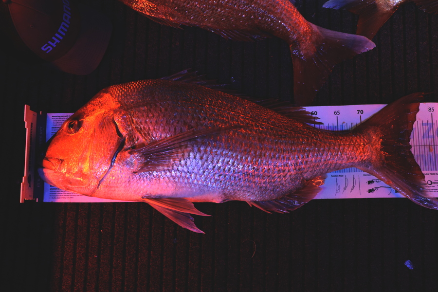 Mark Cotton caught this 80.5cm Snapper at Tasman Bay during The Export NZ Fishing Competition