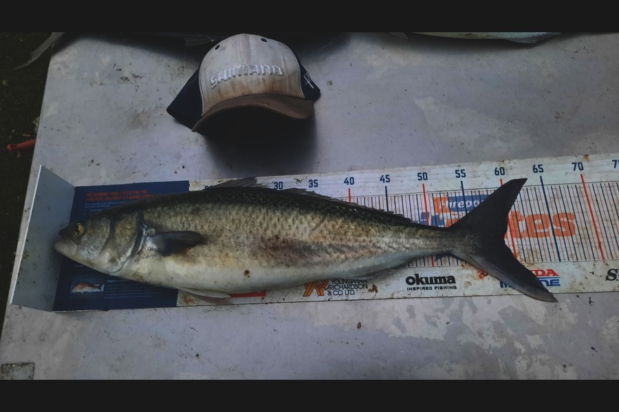 Jayden Emtage caught this 59.0cm Kahawai at glinks gully during The Export NZ Fishing Competition
