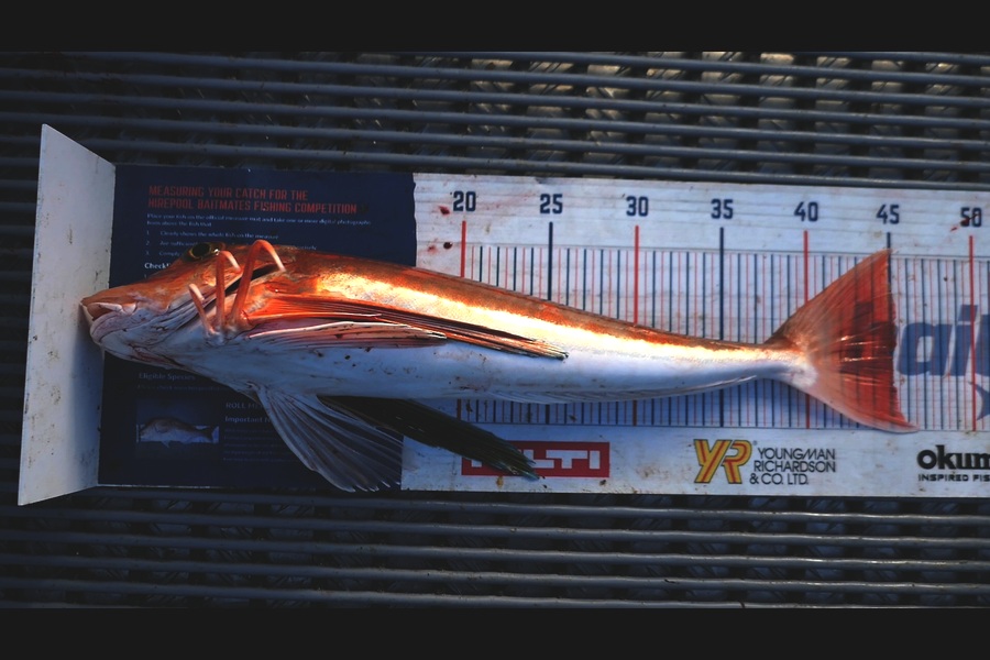 Jayden Emtage caught this 45.0cm Gurnard at Kaipara harbour during The Export NZ Fishing Competition
