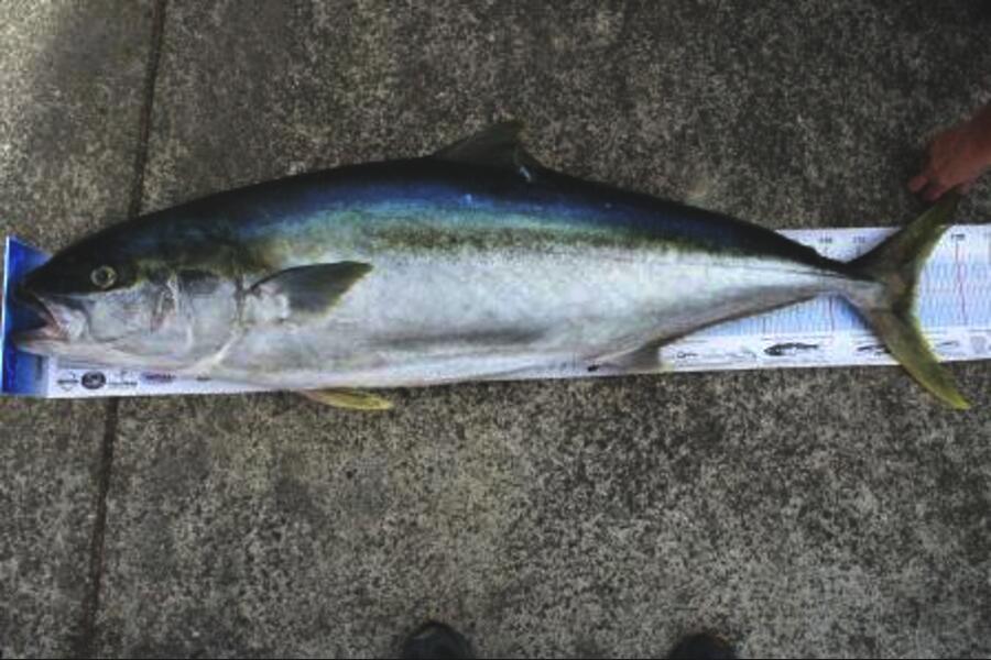 Wayne Adkins caught this 123.0cm Kingfish at Mokohinau Island during The Export NZ Fishing Competition