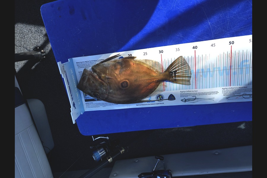 Bruce Hooper caught this 38.5cm John Dory at Ruakaka.  Whangarei  during The Export NZ Fishing Competition
