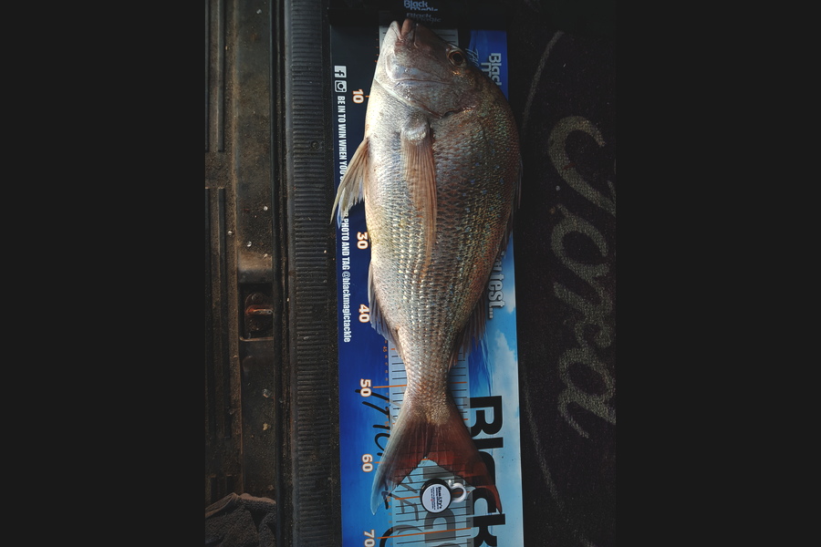 Bradie Alabaster caught this 59cm Snapper at Whanganui during The Export NZ Fishing Competition