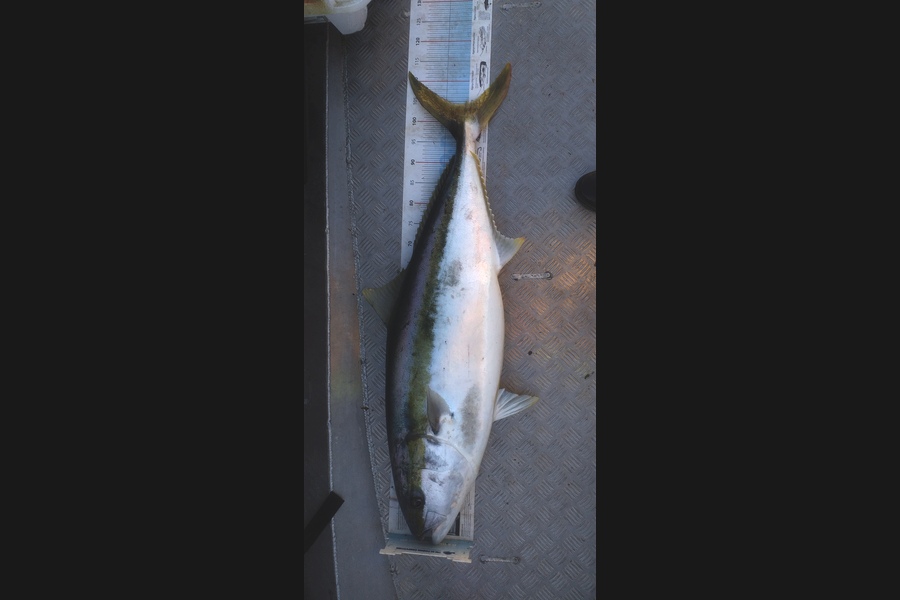 Matt Hill caught this 105cm Kingfish at Kapiti during The Export NZ Fishing Competition
