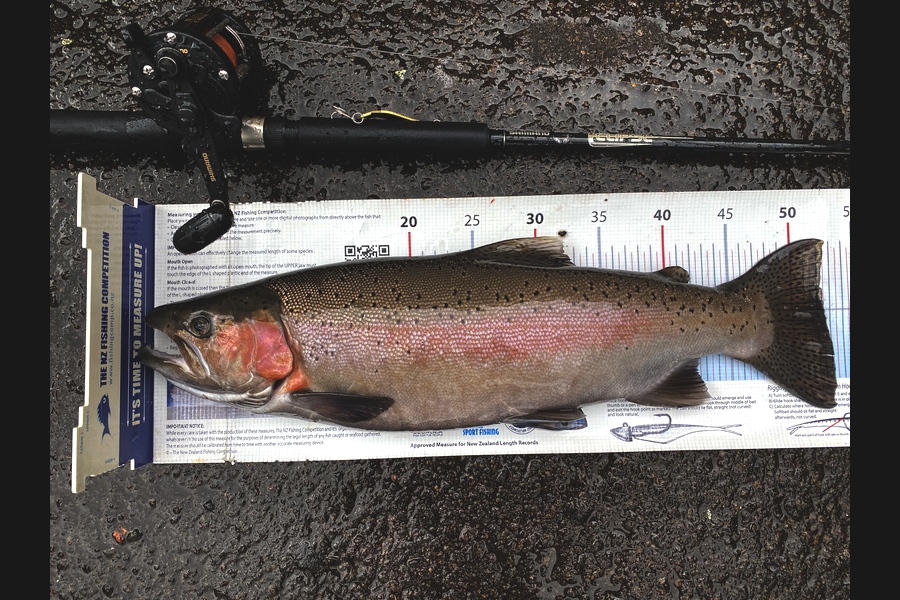 Ian Pedersen caught this 52.5cm Trout at BOP during The Export NZ Fishing Competition