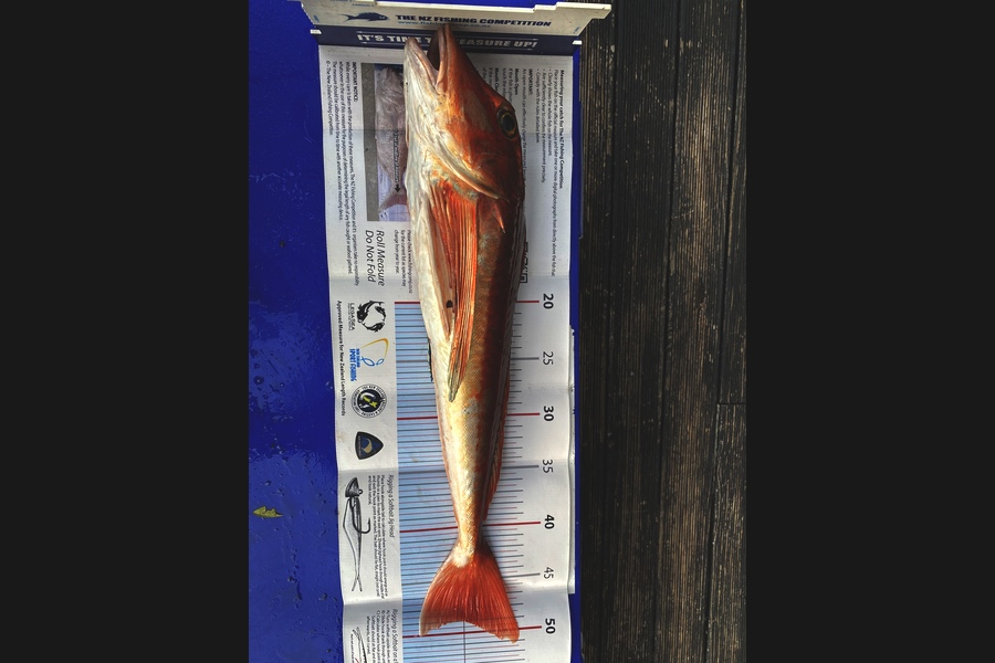 Kent Huntley caught this 49.0cm Gurnard at Wellington Harbour during The Export NZ Fishing Competition