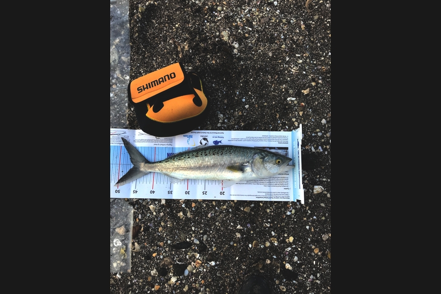 Gayle Wedderburn caught this 46.0cm Kahawai at Manukau Harbour during The Export NZ Fishing Competition