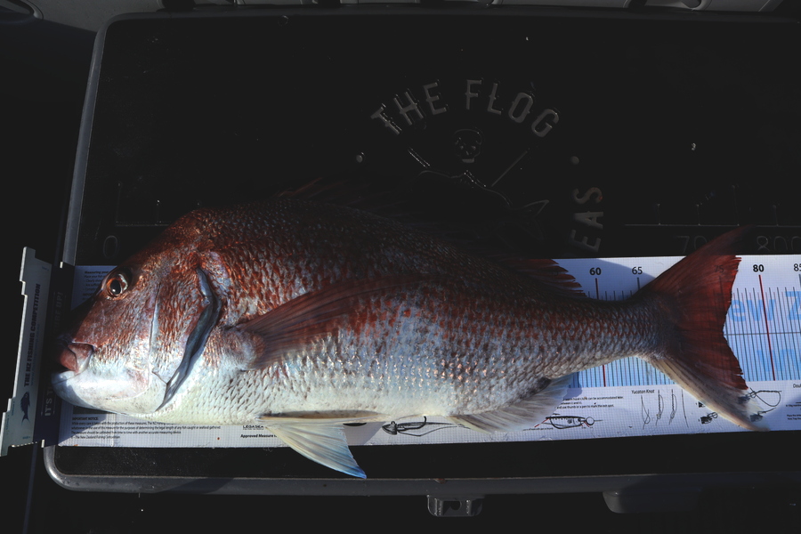 Mark Cotton caught this 74.5cm Snapper at Tasman Bay during The Export NZ Fishing Competition