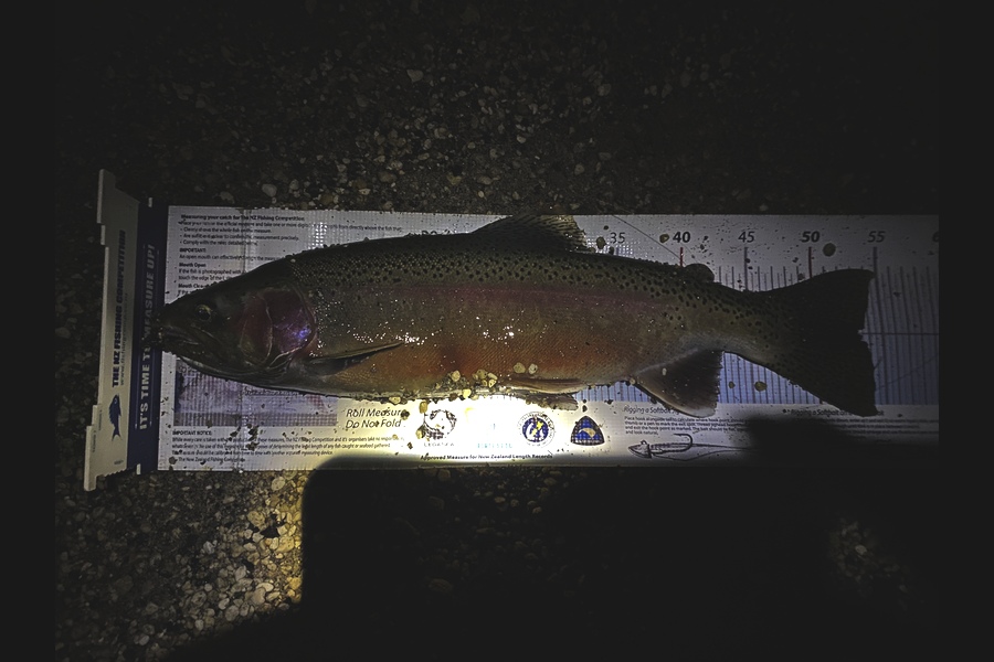 Ian Pedersen caught this 53.0cm Trout at BOP during The Export NZ Fishing Competition