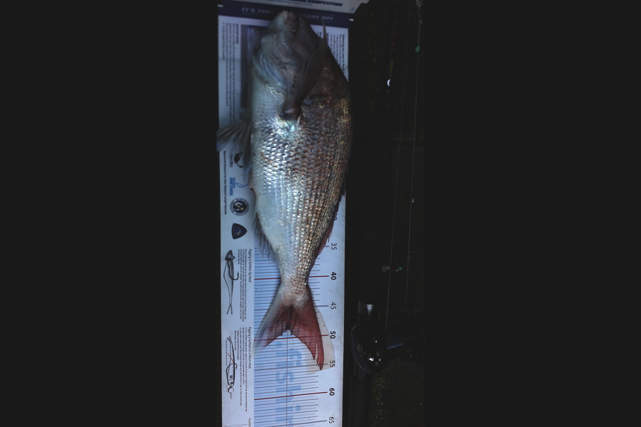 Dick Bavelaar caught this 48.5cm Snapper at Firth of Thames  during The Export NZ Fishing Competition