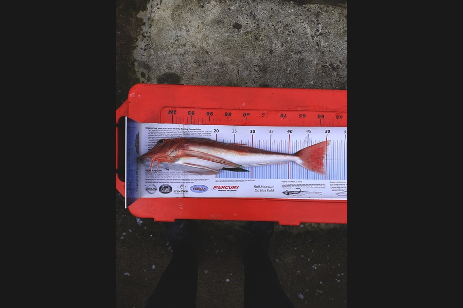 Ivo Jurisich caught this 49cm Gurnard at Kaipara  over the bar during The Export NZ Fishing Competition