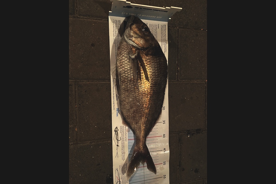 Craig Treneman caught this 48.0cm Tarakihi at Hawkes bay during The Export NZ Fishing Competition