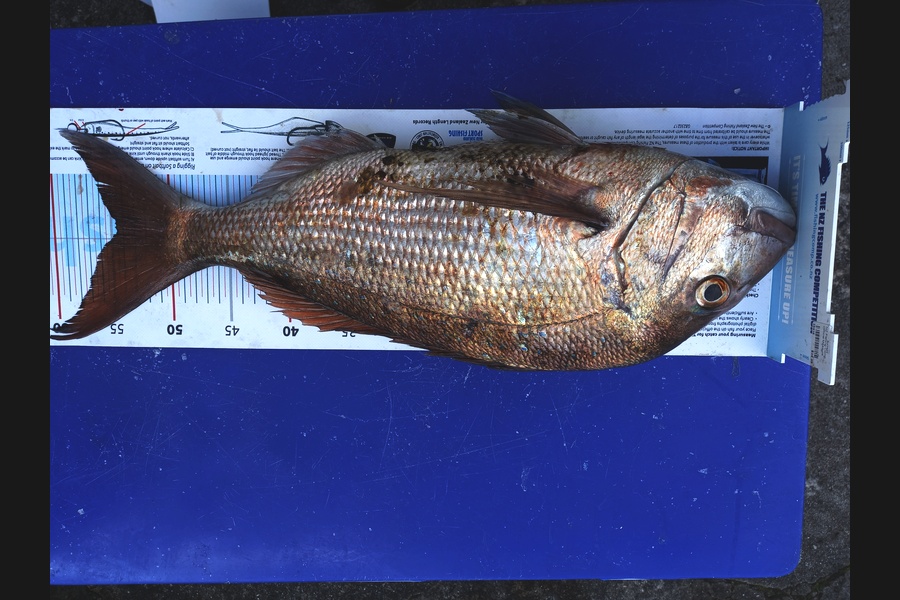 Mike Crawford caught this 54.5cm Snapper at Hen/chicks during The Export NZ Fishing Competition