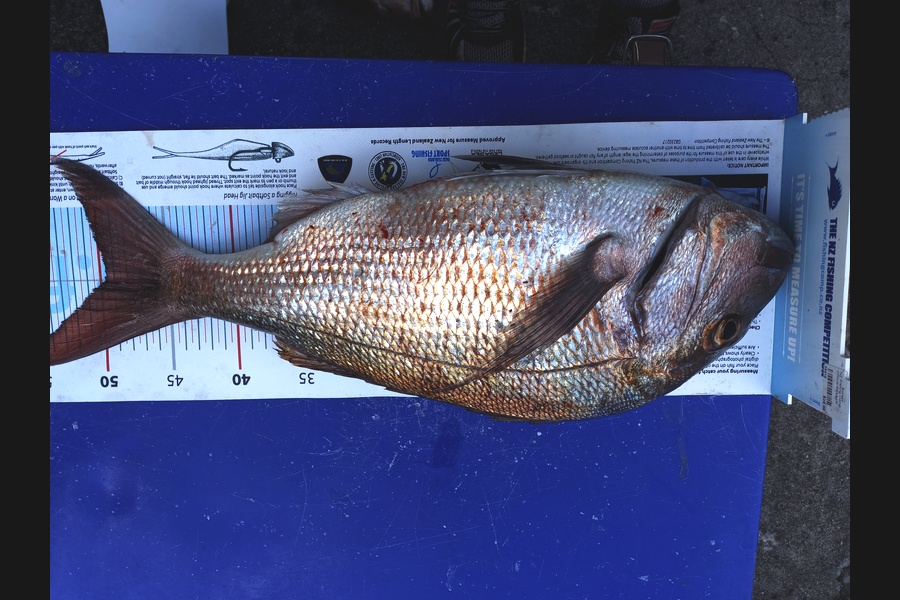Bruce Hooper caught this 49.5cm Snapper at Hen/chicks during The Export NZ Fishing Competition