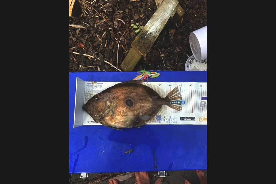 Matt Harrison caught this 45.5cm John Dory at Bream bay during The Export NZ Fishing Competition