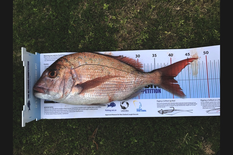 Alan Kearvell caught this 40.5cm Snapper at Bay of Plenty during The Export NZ Fishing Competition