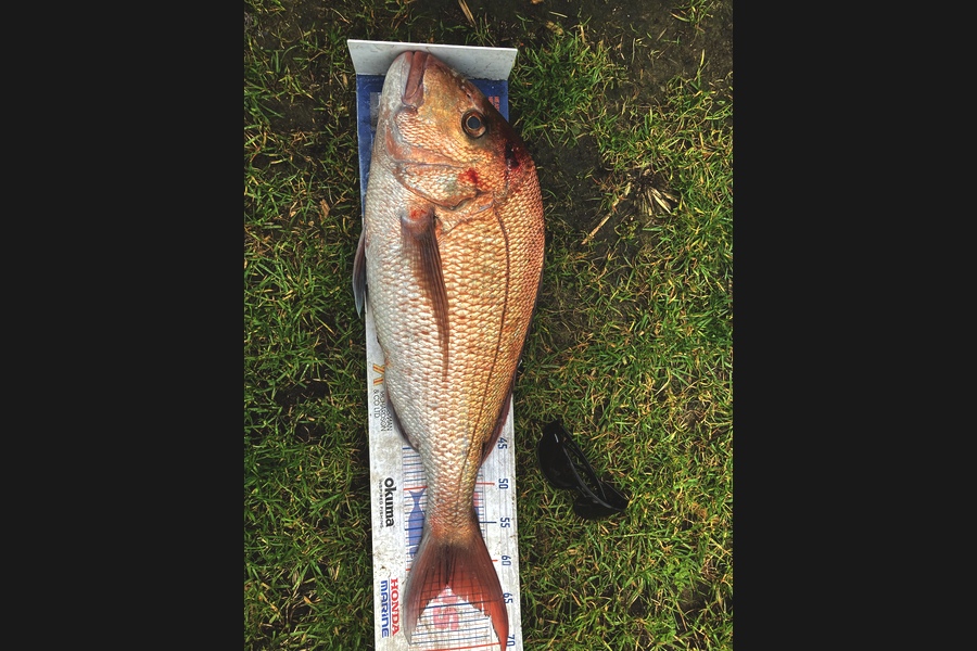Mark Ray caught this 62.5cm Snapper at Bop during The Export NZ Fishing Competition