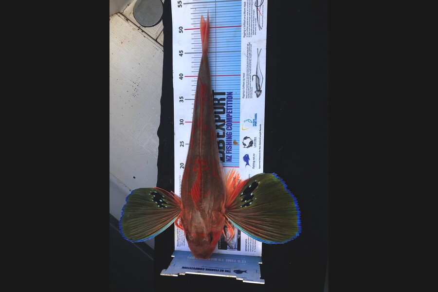 Mike Speed caught this 51.0cm Gurnard at Tauranga during The Export NZ Fishing Competition