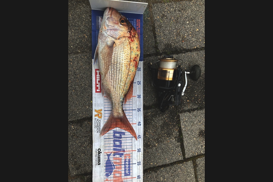 Graeme Duncan caught this 41.0cm Snapper at Papamoa during The Export NZ Fishing Competition