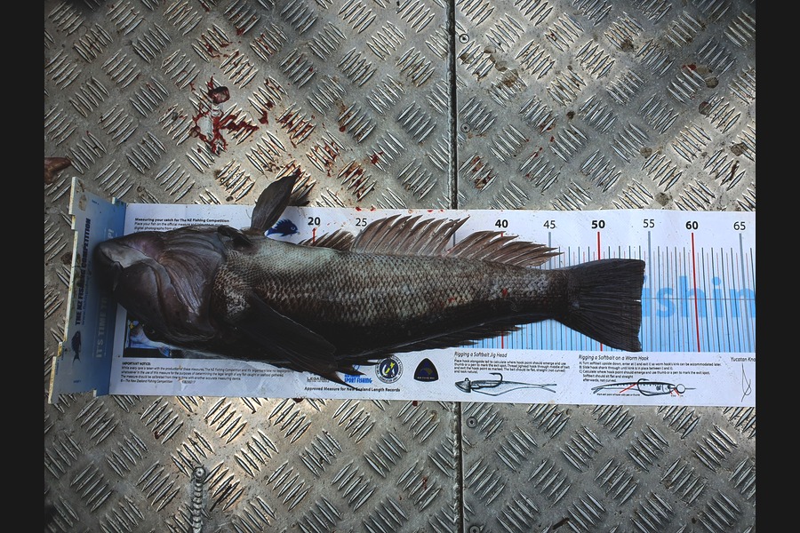 Adam Liddington caught this 54.0cm Blue Cod at Southland during The Export NZ Fishing Competition