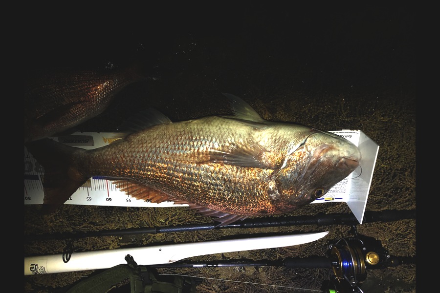 Dave Adams caught this 74.0cm Snapper at Warkworth during The Export NZ Fishing Competition