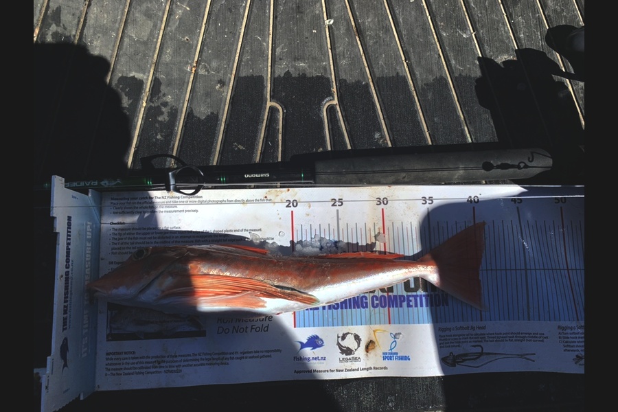 Paul Canning caught this 40.0cm Gurnard at Hawkes Bay during The Export NZ Fishing Competition
