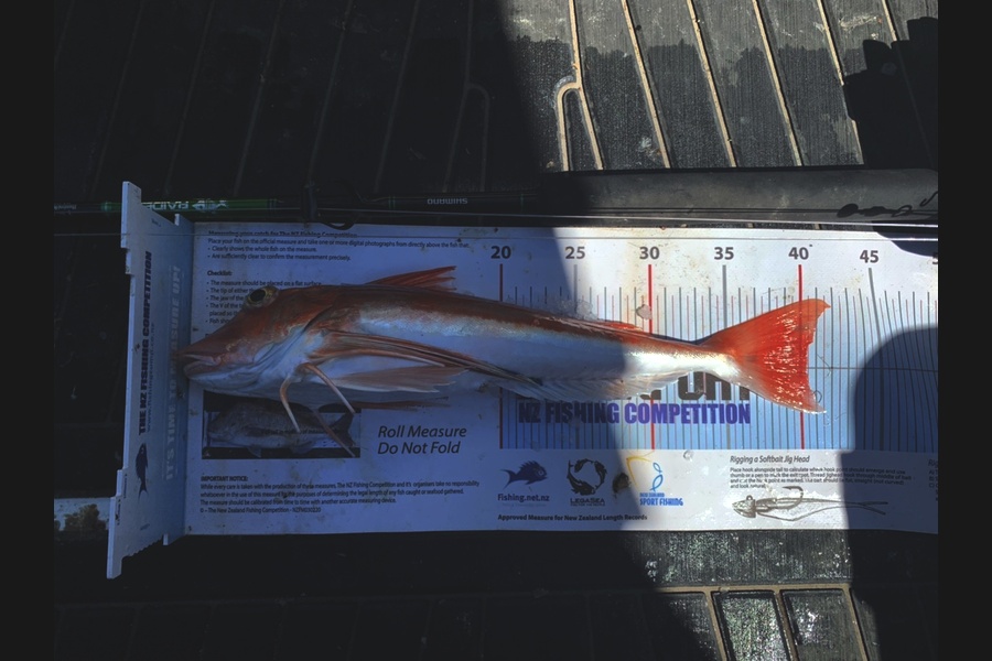 Tanya Canning caught this 40.0cm Gurnard at Hawkes Bay during The Export NZ Fishing Competition